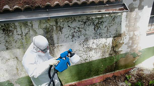 Mold Removal service in Stoughton